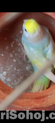 Full Adult Master Pair budgies।।এডাল্ট বাজুরিকা